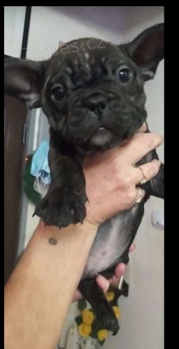 krásná štěňata francouzského buldočka k adopci krásná štěňata francouzského buldočka k adopci
