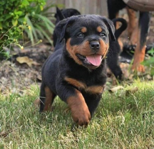 �t��ata rottweiler�.