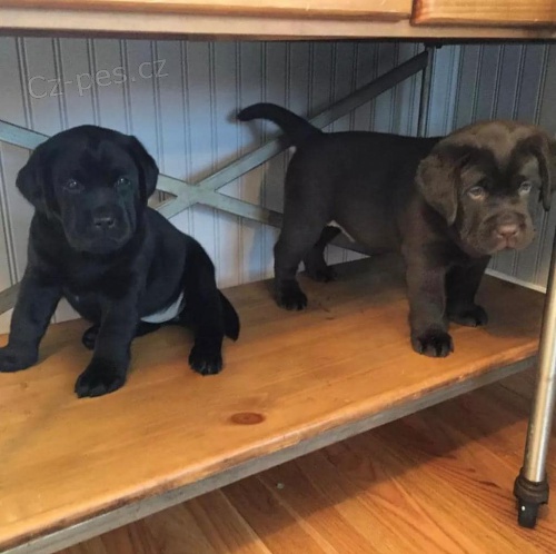 Zdravá štěňata KC Labrador. Zdravá štěňata KC Labrador.
