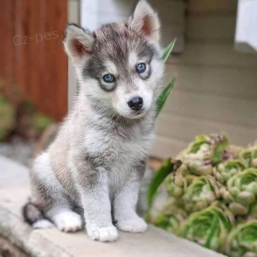 Nádherné sibiřské husky štěňata. Nádherné sibiřské husky štěňata.