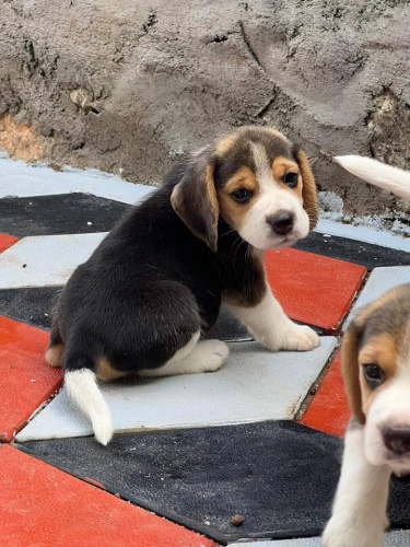 Krásná štěňátka bíglů. Krásná štěňátka bíglů.