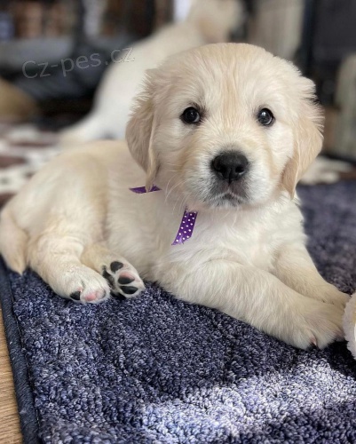 Registrovaná štěňata zlatého retrívra. Registrovaná štěňata zlatého retrívra.