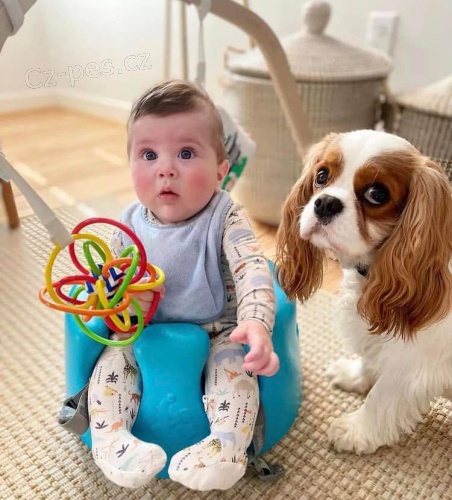 Kavalír King Charles Španěl štěňata. Kavalír King Charles Španěl štěňata.