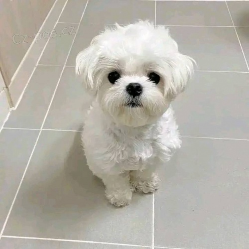 Maltská štěňata. Maltská štěňata.