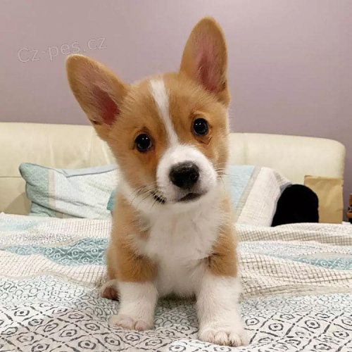 Nádherná velšská štěňátka Corgi Pembroke. Nádherná velšská štěňátka Corgi Pembroke.