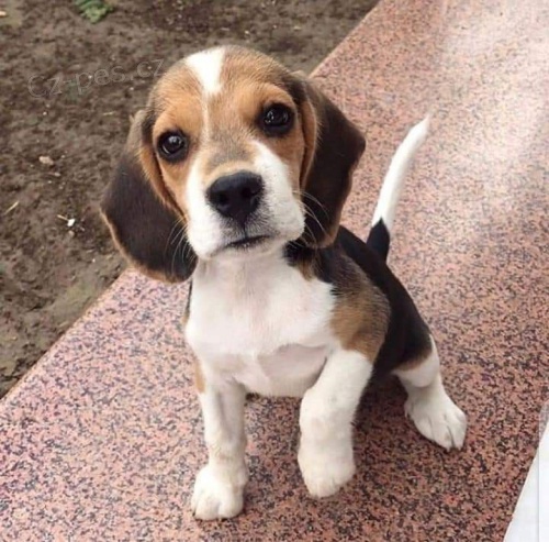 Rodokmen štěňat Beagle. Rodokmen štěňat Beagle.