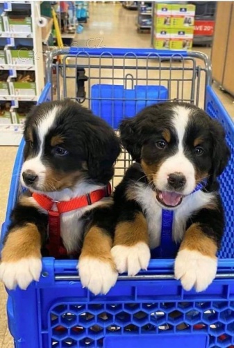 Prod�m o�kovan� a od�erven� �t��ata bernsk�ho sala�nick�ho psa.