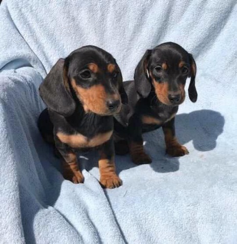 Štěňata jezevčíka. Štěňata jezevčíka.