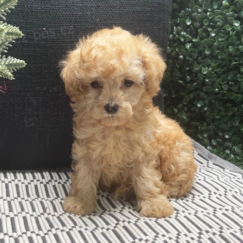 Prod�m o�kovan� a od�erven� �t��ata CAVAPOO.
