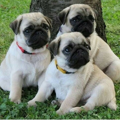 Mops štěňata. Mops štěňata.