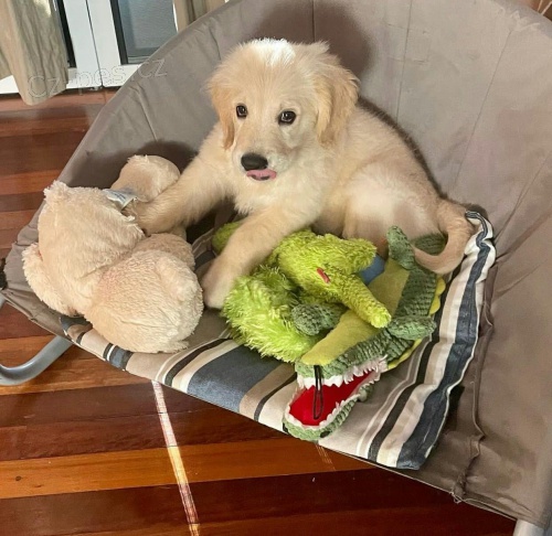 Štěňata zlatého retrívra. Štěňata zlatého retrívra.