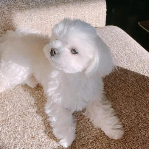 Maltská štěňata. Maltská štěňata.