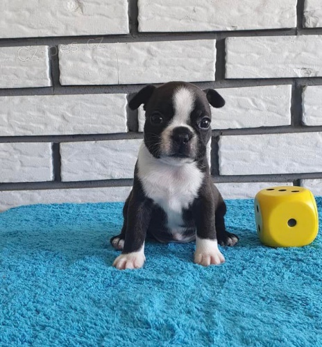 Registrovaná štěňata Boston teriéra. Registrovaná štěňata Boston teriéra.