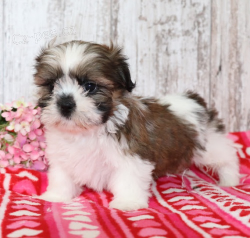Prod�m o�kovan� a od�erven� �t��ata SHIH TZU