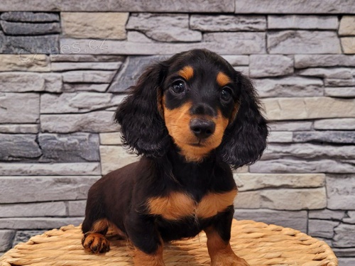 Prod�m o�kovan� a od�erven� �t��ata trpasli��ch fenek a pejsk� jezev��k�