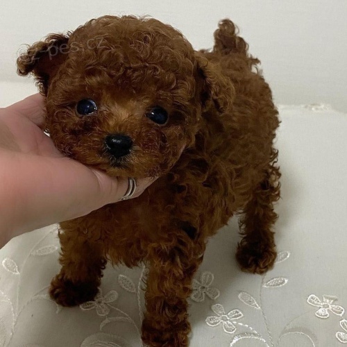 Štěňata pudlů. Štěňata pudlů.