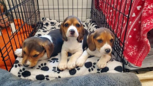 Štěňata bíglů. Štěňata bíglů.