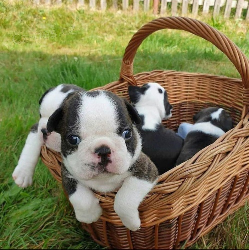 Champagne Boston teriér štěňata. Champagne Boston teriér štěňata.