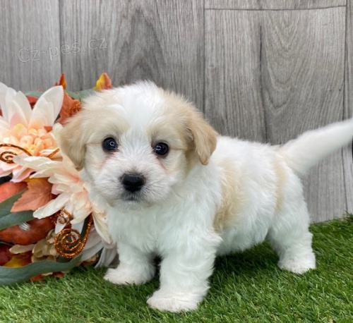 Prod�m zdrav� a o�kovan� �t��ata havanese.