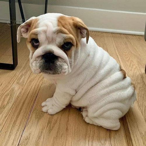 Nádherná štěňata francouzského buldočka. Nádherná štěňata francouzského buldočka.