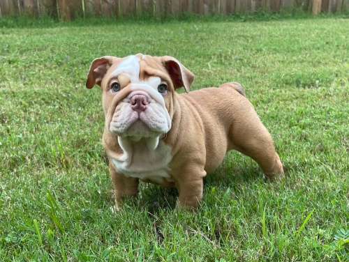 Nádherné štěňata amerického buldoka. Nádherné štěňata amerického buldoka.