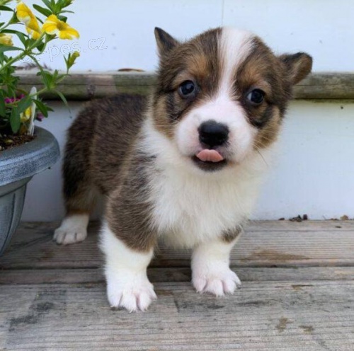 Pembroke Welsh Corgi štěňata. Pembroke Welsh Corgi štěňata.