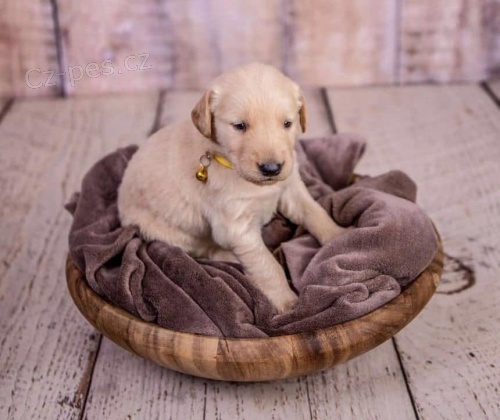 Štěňata zlatého retrívra. Štěňata zlatého retrívra.