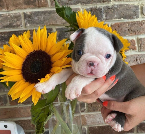 Štěňata Bostonského teriéra. Štěňata Bostonského teriéra.