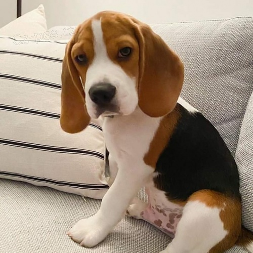 Čistokrevná štěňata Beagle. Čistokrevná štěňata Beagle.