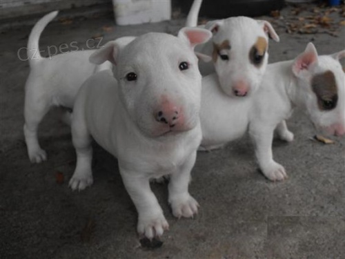 miniaturn� kr�sn� o�kovan� a od�erven� �t��ata Anglick�ho bulteri�ra na prodej.