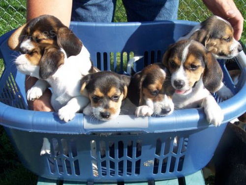 �t��ata B�gla na prodej.