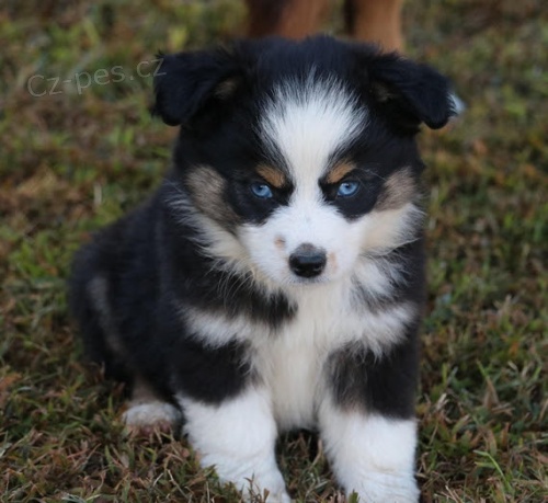 Prod�m �t��ata australsk�ho ov��ka.