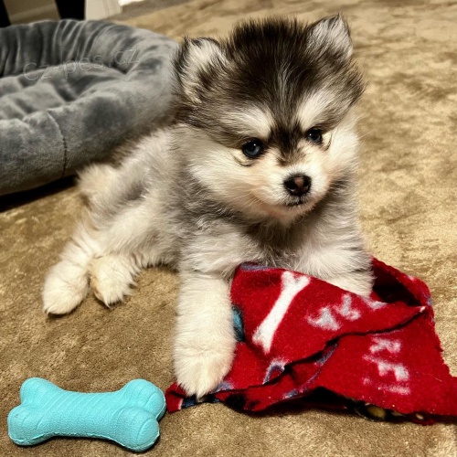 pomsky štěňata pomsky štěňata