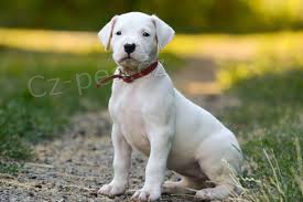 Štěňata Dogo Argentino Štěňata Dogo Argentino