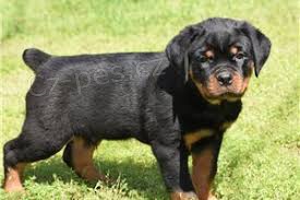 �t��ata Rotvajler jsou nyn� k dispozici