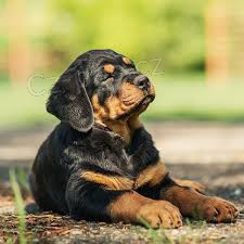 �t��ata Rotvajler jsou nyn� k dispozici