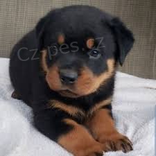 �t��ata Rotvajler jsou nyn� k dispozici