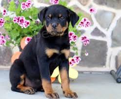 �t��ata Rotvajler jsou nyn� k dispozici