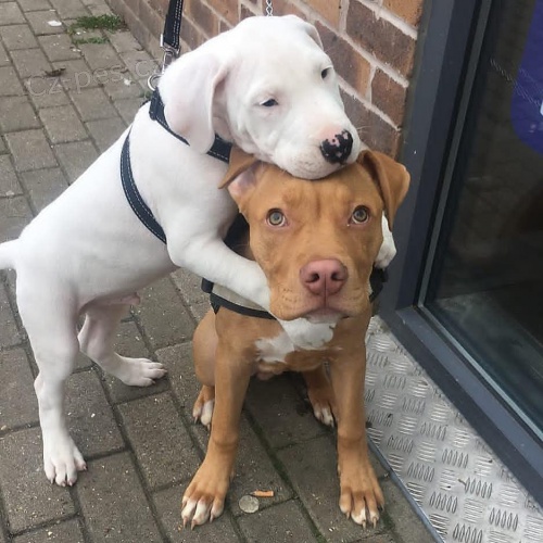 Štěňata amerického pitbulteriéra. Štěňata amerického pitbulteriéra.