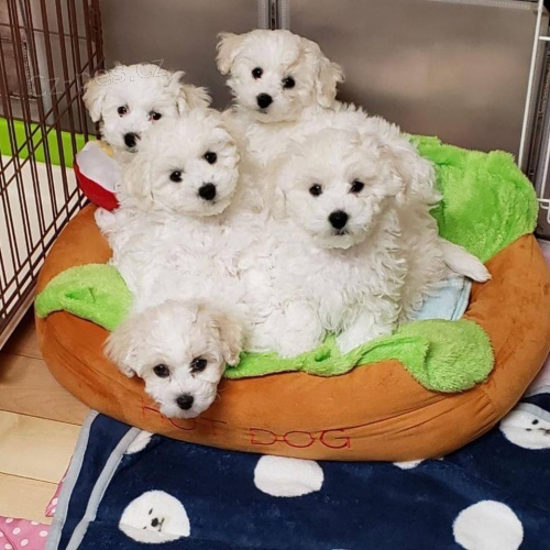 Štěňata Bichon Frise. Štěňata Bichon Frise.