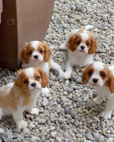 Kavalír King Charles Španěl štěňata. Kavalír King Charles Španěl štěňata.