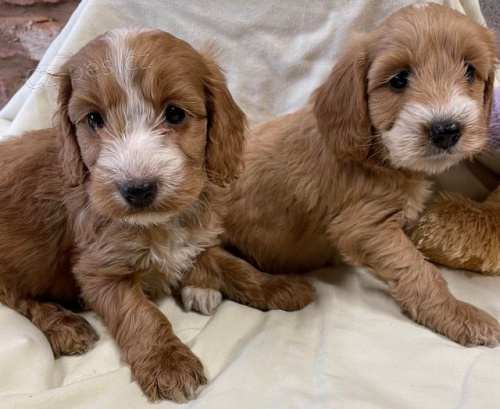 Štěňata kakadu. Štěňata kakadu.