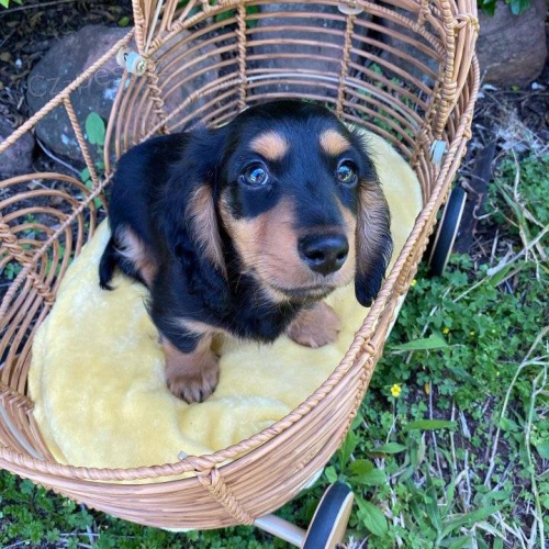 Štěňata jezevčíka. Štěňata jezevčíka.