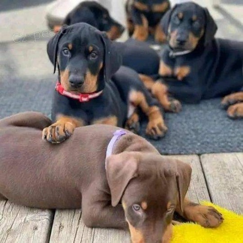 Doberman Pinscher štěňata. Doberman Pinscher štěňata.