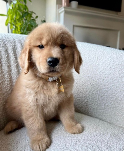 Štěňata zlatého retrívra. Štěňata zlatého retrívra.