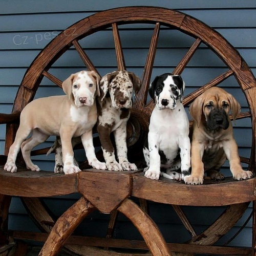Štěňata Great Dane. Štěňata Great Dane.