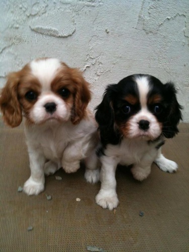 Prod�m zdrav� �T��ATA kaval�r King Charles Spaniel.