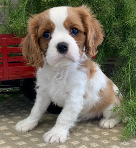 Prod�m o�kovan� �T��ATA kaval�r King Charles Spaniel.