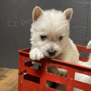 Prod�m mini �t��ata West Highland White Terriers