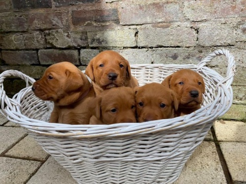 Štěňata labradorského retrívra. Štěňata labradorského retrívra.